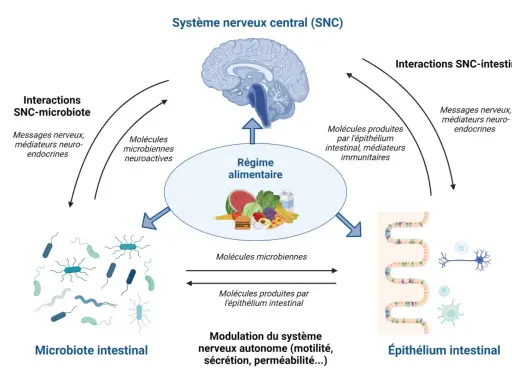 Schéma des interactions entre le système nerveux central, le régime alimentaire, le microbiote intestinal et l'épithélium intestinal, illustrant la communication bidirectionnelle.