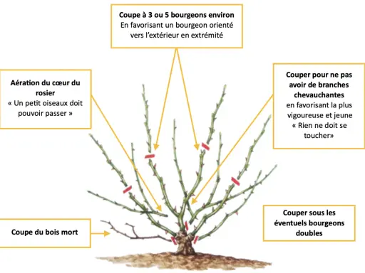 Illustration montrant comment tailler un rosier grimpant, avec des indications sur la coupe des bourgeons, l'aération, le bois mort et les branches.