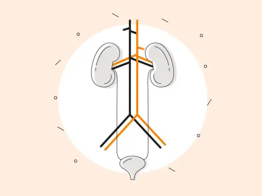 Ilustracja układu moczowego z naczyniami, symbolizująca powikłania dializy otrzewnowej.