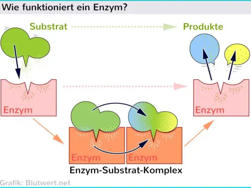 Ein Enzym bindet ein Substrat, bildet einen Enzym-Substrat-Komplex und erzeugt Produkte.