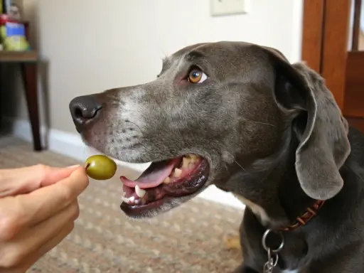Un chien gris attend avec impatience une olive verte offerte par une main.