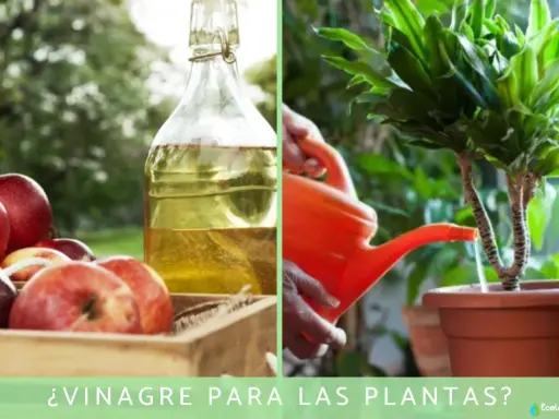 Manos riegan planta con regadera naranja. Al lado, manzanas rojas y botella de vinagre. ¿Vinagre para los geranios?