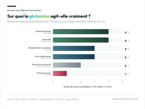 Graphique montrant les bienfaits de la glutamine : santé intestinale (4/5), immunité (4/5), récupération musculaire (3/5), anti-catabolisme (3/5), performance (2/5), prise de muscle (1/5).