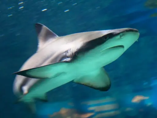 Un grande squalo nuota nell'acqua blu, con le branchie visibili e un occhio attento. Sembra un predatore pronto all'azione, uno di quei squali cattivi che incutono timore.