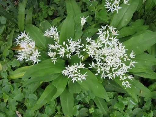 Fleurs blanches étoilées du ail des purs, avec de larges feuilles vertes.