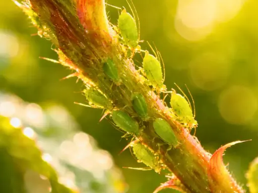 Des pucerons verts sur une tige. Un traitement naturel contre le puceron jaune est souvent recherché par les jardiniers.