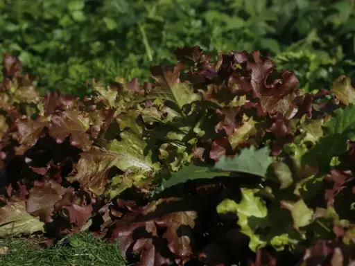 Feuilles de chene salade aux teintes rouges et vertes, fraîchement cueillies dans le potager.