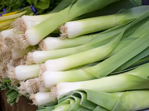 Un montón de puerros frescos, listos para deliciosas recetas con puerro. Sus tallos blancos y verdes prometen sabor.
