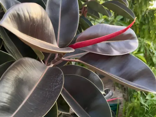 Hojas oscuras y brillantes de ficus, con un brote rojo vibrante. Un ejemplo de los tipos de ficus exterior que prosperan a la luz del sol.