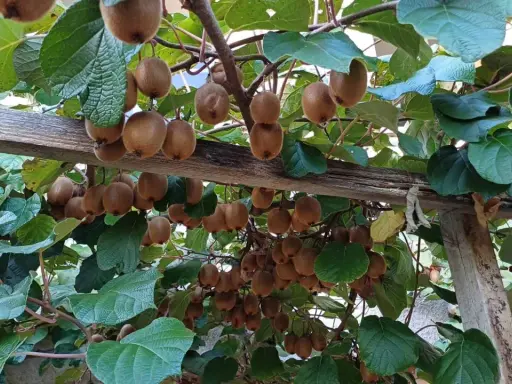 Des kiwis mûrs pendent en grappes sous une pergola en bois. La distance entre kiwi mâle et femelle est ici visible par la densité des fruits.