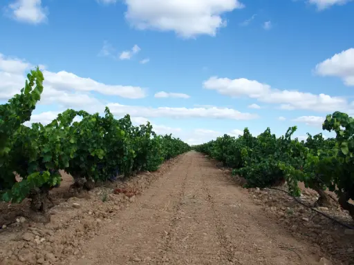 Camino entre viñedos en Aldeanueva de Ebro, con el cielo azul y nubes blancas. Las bodegas esperan la cosecha.