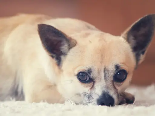 Uroczy piesek rasy chihuahua leży na białym dywanie. Zastanawiasz się, ile żyje chihuahua? Te małe psy potrafią żyć długo, nawet 15-20 lat.