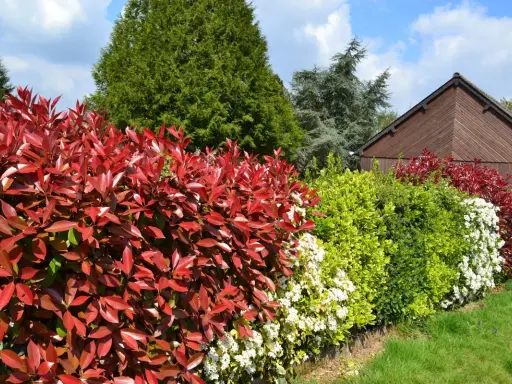 Variedad de tipos de setos: rojo intenso, verde brillante y blanco floral, bordeando un jardín con una caseta de madera al fondo.