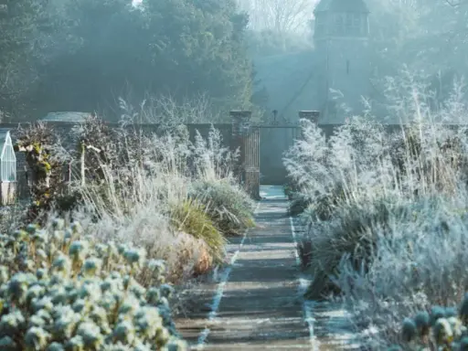 Sentier givré menant à un portail, avec des herbes hautes et un petit bâtiment de jardin. L'arbre de Judée en hiver se prépare au printemps.