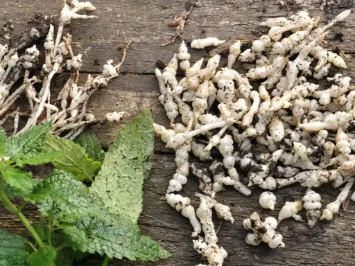 Racines de crosnes fraîchement récoltées, prêtes pour la culture ou la cuisine. Ces tubercules blancs et noueux sont un délice.