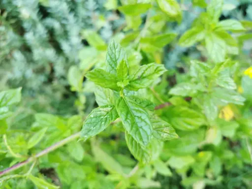 Feuilles vertes vives de menthe poivrée en culture, avec des détails texturés et un arrière-plan flou.