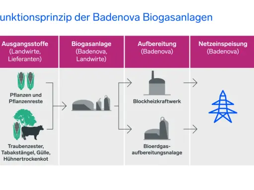 Schema zeigt, wie eine Biogasanlage Strom erzeugt: Aus Pflanzenresten und Gülle entsteht Biogas, das in einem Blockheizkraftwerk aufbereitet und ins Stromnetz eingespeist wird.