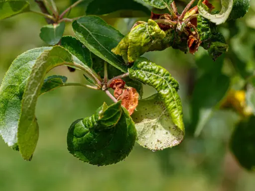 Verkrüppelte Blätter und braune Flecken zeigen deutliche Anzeichen von Apfelbaum Krankheiten.