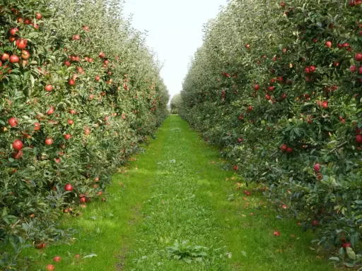 Rząd jabłoni z czerwonymi jabłkami i zieloną trawą między nimi.