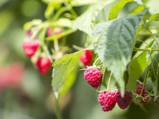 Cięcie malin: Poradnik krok po kroku do obfitych zbiorów (letnie i jesienne)
