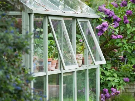 Une serre avec des fenêtres de récupération, remplie de plantes en pots, est entourée de lilas en fleurs.