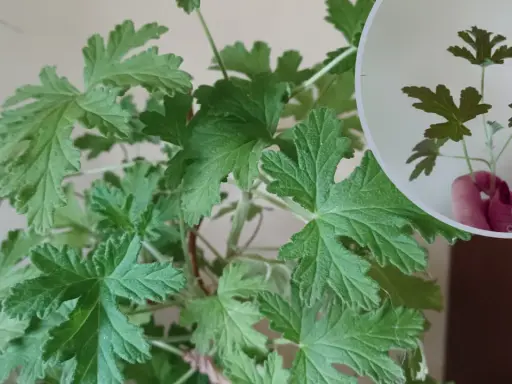 Liście geranium są postrzępione i lekko owłosione. W okręgu widać odcięty fragment rośliny z kilkoma listkami.