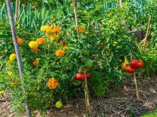 Des œillets d'Inde aux couleurs vives poussent à côté des plants de tomates, une excellente idée de quoi planter à côté des tomates pour éloigner les nuisibles.