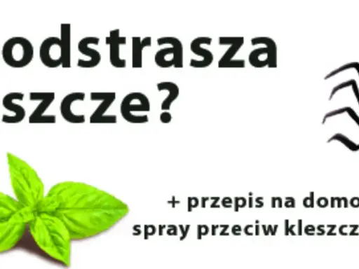 Kleszcze: Jak się chronić? Skuteczne metody dla ludzi i zwierząt