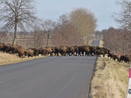 Stado żubrów maszeruje przez drogę na Podlasiu. Zwierzęta tworzą imponujący widok, przemierzając asfaltową nawierzchnię.
