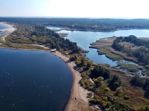 Malownicze ujście Wisły z piaszczystą plażą, lasem i spokojnymi wodami, gdzie pływają ptaki.