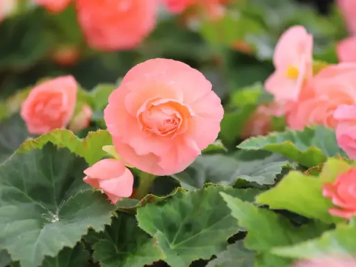 Delikatne, łososiowe kwiaty begonia odmiany tworzą bujne kępy wśród zielonych, ząbkowanych liści.