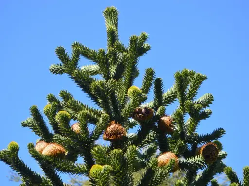 Le sommet d'un araucaria, avec ses branches épineuses et ses cônes bruns, sous un ciel bleu clair. On dirait le désespoir du singe face à cette nature sauvage.