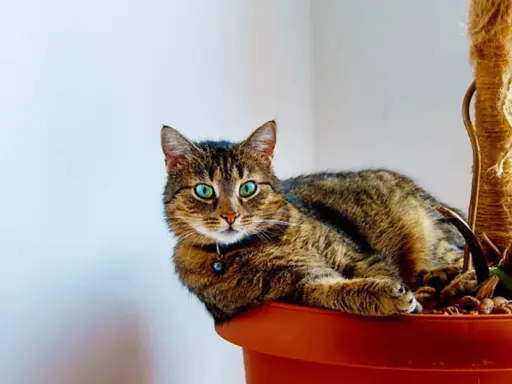 En randig katt med gröna ögon vilar i en blomkruka, bredvid en ampellilja.