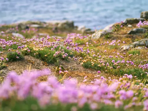 Lummiga ängar med rosa strandpioner vid havet, en svensk riviera i miniatyr.