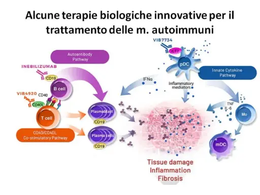 Schema di terapie innovative per malattie autoimmuni. Illustra come le cellule B e T, mediatori infiammatori e citochine causano danno tissutale, spiegando il significato di autoimmune.