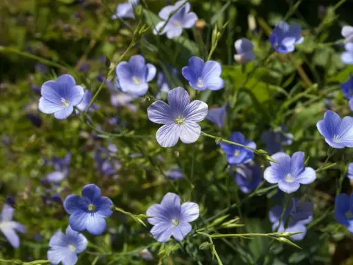 Un champ de fleurs de lin bleues, délicates et étoilées, se balance doucement sous le soleil.