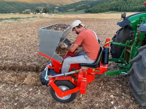 Un agriculteur utilise une machine pour planter des bulbes de safran. C'est le bon moment pour savoir quand arracher les bulbes de safran.