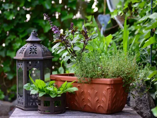Lanterna décorative et plantes aromatiques, dont un thym citron, dans un jardin verdoyant.
