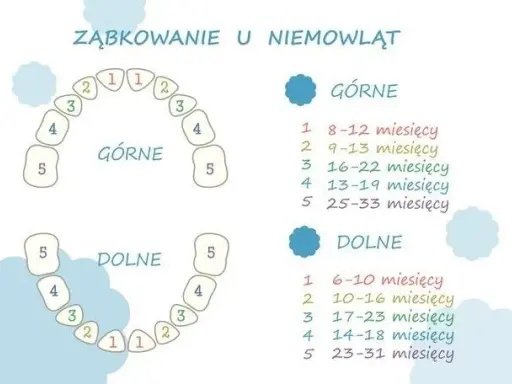 Ile zębów ma dziecko? Od mleczaków po stałe pełny przewodnik