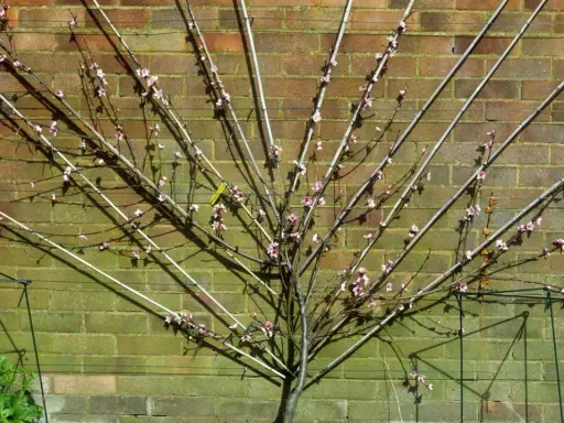 Ein Pfirsichbaum wird an einer Ziegelwand Spalier gezogen. Die Äste sind mit Stäben und Schnüren geformt, zarte rosa Blüten sind sichtbar.