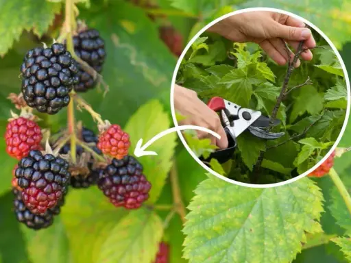 Jak przycinać jeżyny? Sekret obfitych plonów i zdrowych krzewów