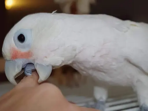 Un pappagallo bianco con occhi aperti e un tocco di rosso sulle guance, interagisce con un dito.