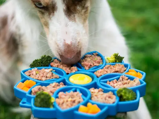Un chien savoure un aliment bon pour chien dans un distributeur bleu rempli de pâtée, brocolis et carottes.