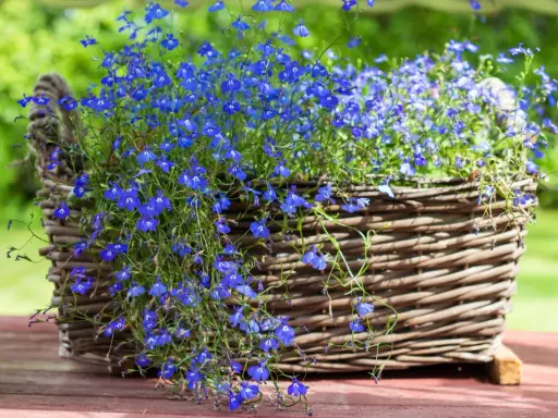 Kosz wiklinowy pełen niebieskich lobelii. Czy lobelia jest wieloletnia? Wiele odmian lobelii to jednoroczne rośliny, ale niektóre mogą przetrwać zimę.