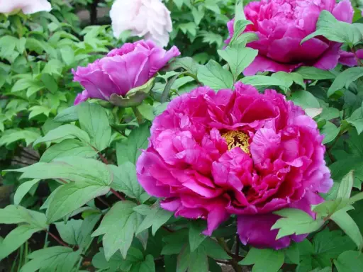 Fylliga, ceriserosa blommor av paeonia suffruticosa omgivna av gröna blad. En vit pion syns i bakgrunden.