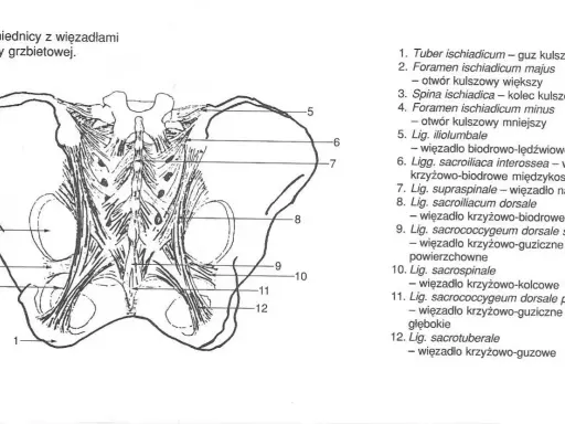 Anatomia miednicy z widoczną budową kości krzyżowej i więzadeł. Ilustracja przedstawia więzadła krzyżowo-biodrowe i krzyżowo-guziczne.