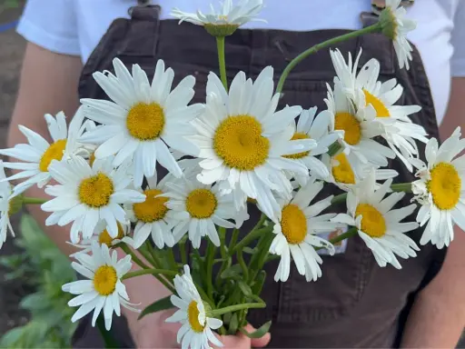A bouquet of Shasta daisies, perfect for planting when to plant shasta daisy seeds in spring or fall for a beautiful summer bloom.