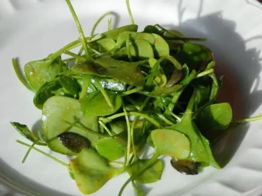 Salade de claytone de Cuba, fraîche et croquante, assaisonnée d'épices.