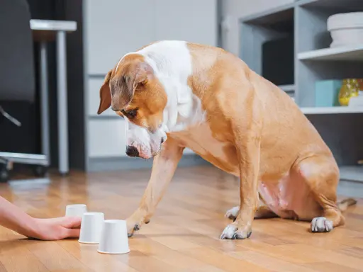 Un chien brun et blanc joue à un jeu d'intelligence fait maison, cherchant une friandise cachée sous l'un des gobelets.