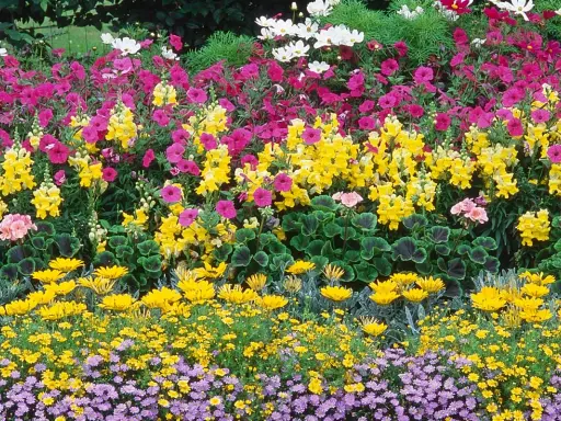 Un magnifique parterre de fleurs multicolores, rose, jaune et blanc, devant une maison.